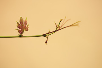 grapevine and leaves in farm
