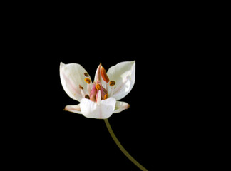 Small white flower isolated on a black background
