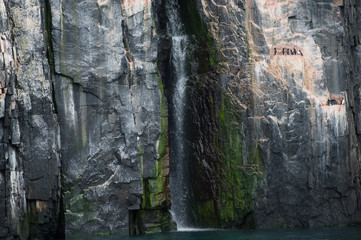 Steilküste von Spitzbergen mit einem Wasserfall und einer Gruppe von Dickschnabellumen , einer Vogelart, die hervorragend tauchen kann und zu den Alkenvögeln gehört 