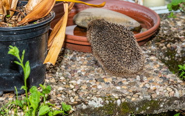 ein igel nachts im garten