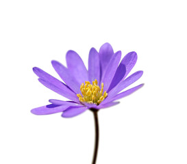 Beautiful purple flower isolated on a white background © FloralShot