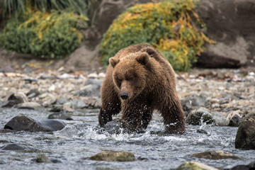 Grizzlybär auf der Suche nach Lachs, der Hauptnahrung von Küstenbären  Alaska