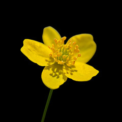 Beautiful yellow flower isolated on a black background