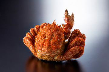 毛ガニ　Vサイン　(V sign of hair crab)