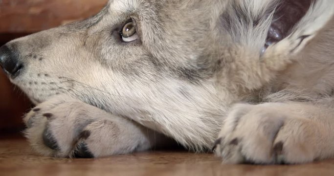 Tired grey wolf pup trying to sleep inside.