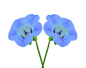 Beautiful blue flowers isolated on a white background