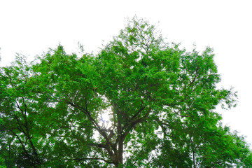 branches and green leaves on sky background, Green leaves on blue sky background bottom view