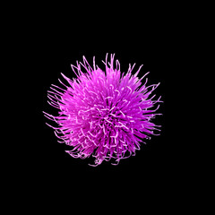Lilac flower of burdock isolated on black background