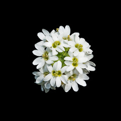 Beautiful white flower isolated on a black background