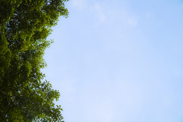branches and green leaves on sky background, Green leaves on blue sky background bottom view