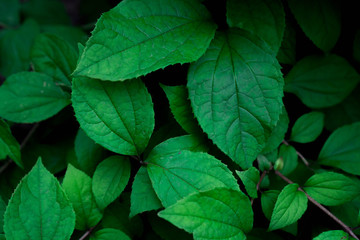 Green leaves pattern background. Creative layout made of green leaves. Nature concept and wallpaper