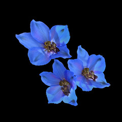 Violet flowers isolated on black background