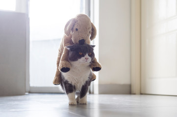 British shorthair cat carrying a plush toy puppy