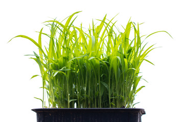 Closeup Millet seedlings sudangrass plant