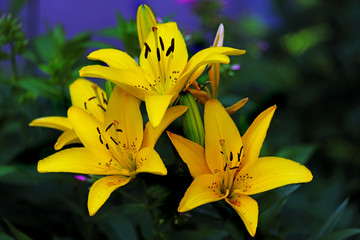 Blooming yellow lilies