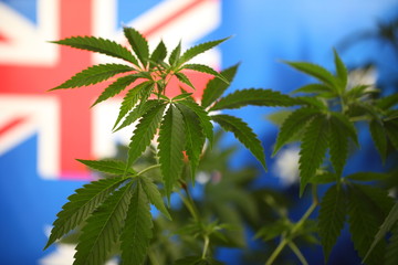 australia flag cannabis plant