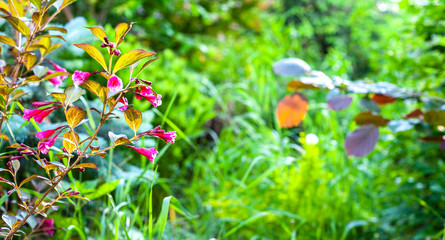 Summer green garden background with juicy green and  blooming red Weigela sprig