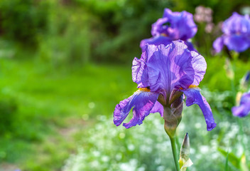 Single purple sharp closeup iris flower on blurry green garden background with placeholder