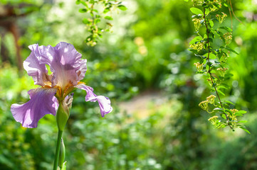 1 beautiful pink iris flower sharp closeup on blurry green garden background