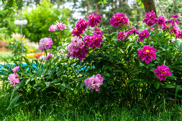 Many of big pink blossom peony flowers on big shrub in green garden and pool background, sunny weather