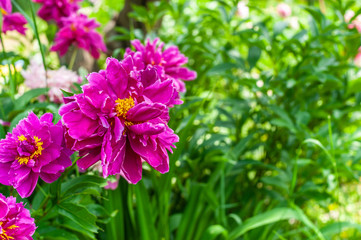 Fototapeta premium Lots of big pink blossom peony flowers on big shrub in green garden background, sunny weather, with placeholder