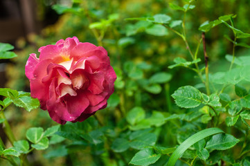 1 orange-red rose on blurry green garden background with placeholder