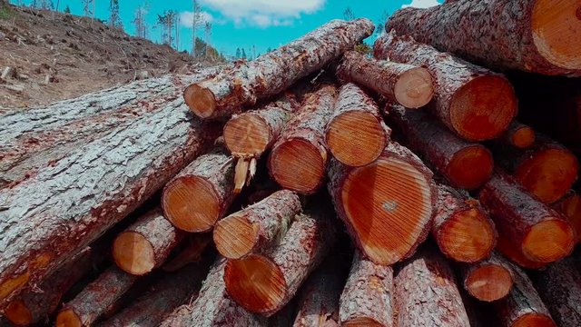 Cataste di legna su strada forestale