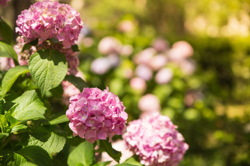 Beautiful pink hydrangea or hortensia flower on the natural sunny background. Summer flowers