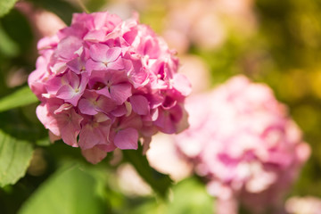 Fototapeta premium Beautiful pink hydrangea or hortensia flower on the natural sunny background close up. Summer flowers