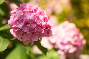 Beautiful pink hydrangea or hortensia flower on the natural sunny background close up. Summer flowers
