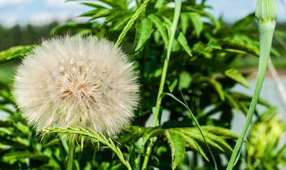 Tragopogon pseudomajor S. Nikit. Dandelion head with seeds on lake and green plants background with placeholder