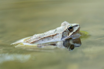 Ein Freigestellter Moorfrosch in der Seitenansicht mit dem Kopf aus dem Wasser