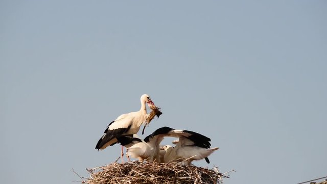 Altstorch bringt Futter
