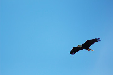 Eagle Soaring Through a Blue Sky