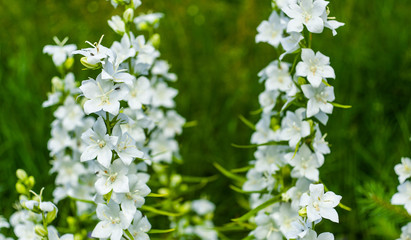 White bell flowers (Campanula persicifolia) close-up, growing in garden on blurred green background. Gentle and cheerful bell flower