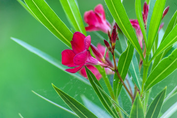Pink oleander flowers with green leafs and small spider web close up on super blurred green...
