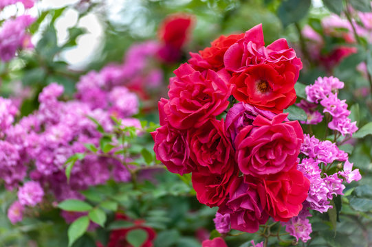 Pink and red roses shrubs close to each other, flowers background