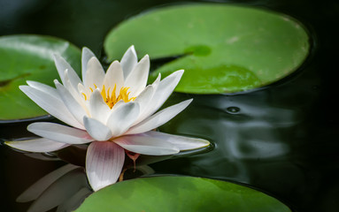 Clean ideal white nymphaea or water lily one flower macro shot and green leafs in water of garden pond