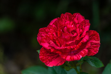 red intuition rose head close up on dark garden background