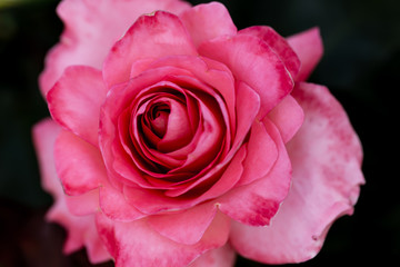 バラ（神代植物公園）