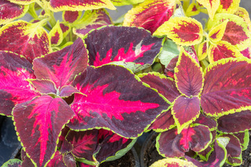 différentes variétés de coléus à feuilles rouges et pourpres bordées de vert et vertes et rouge