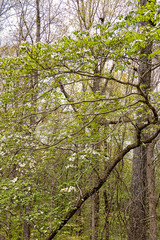 Flowering dogwood