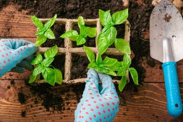 Planting seedlings in greenhouse in spring close up