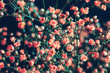Pink baby's breath Gypsophila flowers bouquet on dark background