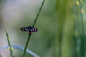 Amata phegea or Ctenuchina or black butterfly of Erebidae family, seating on the green grass stem on blurry garden background with placeholder