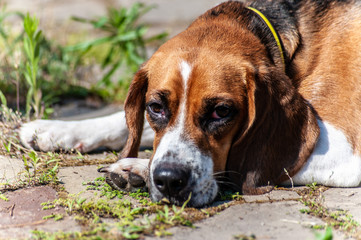 1 exhausted or tired and sad hunting dog looking like golden beagle lays on brown old stone floor...