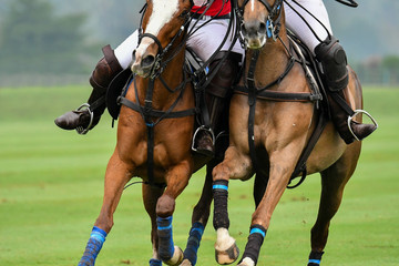 Close up Photo of the horse are Battle for the Polo match.