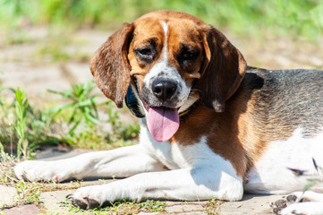 one tired happy hunting dog looking like golden beagle lays on brown old stone floor with grass and...