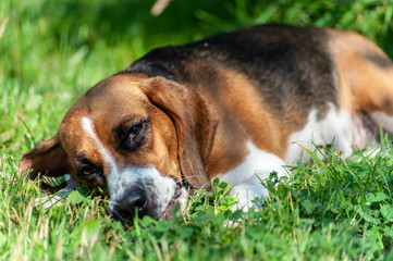 One happy hunting dog golden beagle lays in the grass outside in park or garden, surrounded with...