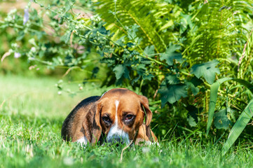One happy hunting dog golden beagle lays in the grass outside in park or garden, surrounded with...